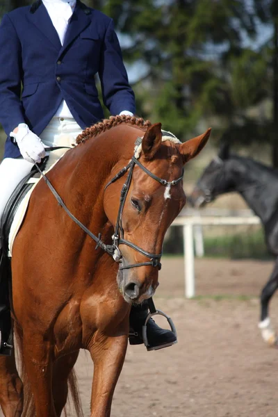 Kaštanový kůň portrét během drezurní zkoušky — Stock fotografie