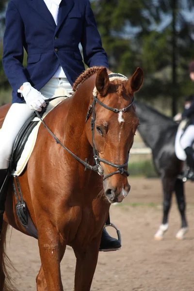 Каштановый спортивный конь с всадником вблизи — стоковое фото
