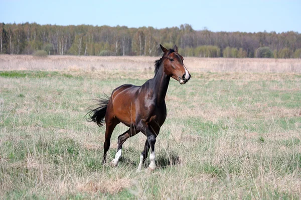 Kůň tryskem na pole — Stock fotografie