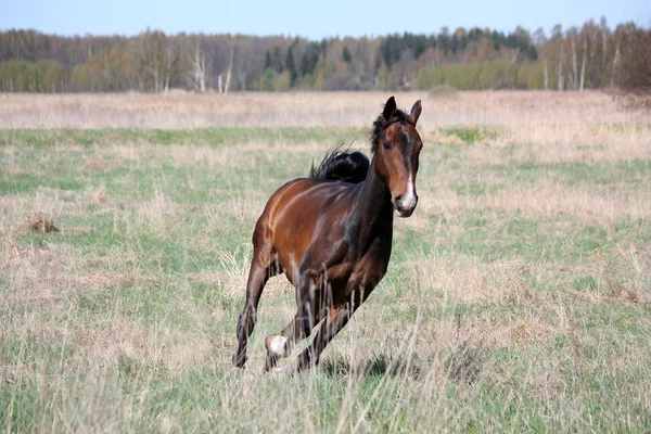 Cavalo da baía galopando no campo — Fotografia de Stock