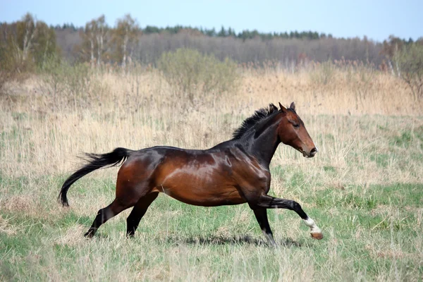 Bay cavallo galoppa al campo — Foto Stock