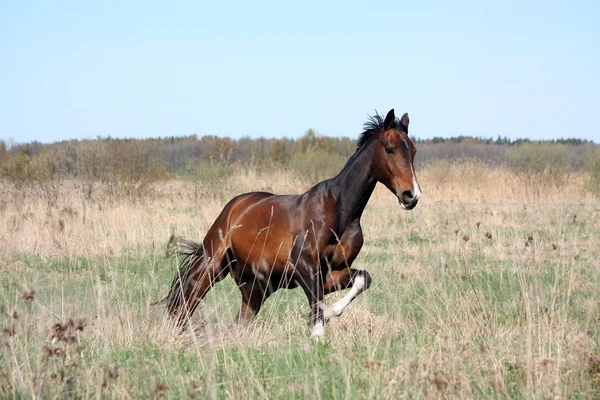 Bay horse galloping free at the field — Stock Photo, Image