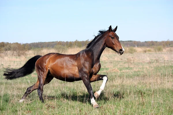 Bay cavallo galoppa al campo — Foto Stock