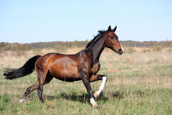 Bay horse galloping at the field