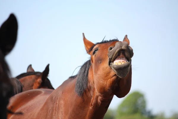 Cavallo bruno sorridente — Foto Stock