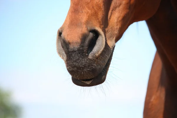 Close up van bruin paard neus — Stockfoto