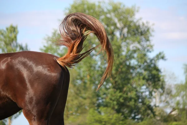 Hnědý kůň, houpal jeho ocas — Stock fotografie
