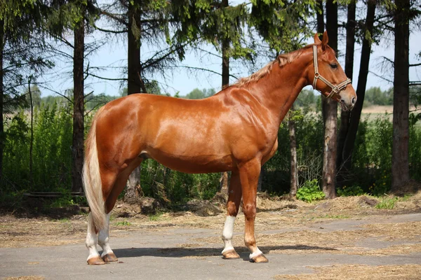 Kaštanový kůň stojící poblíž lesa — Stock fotografie