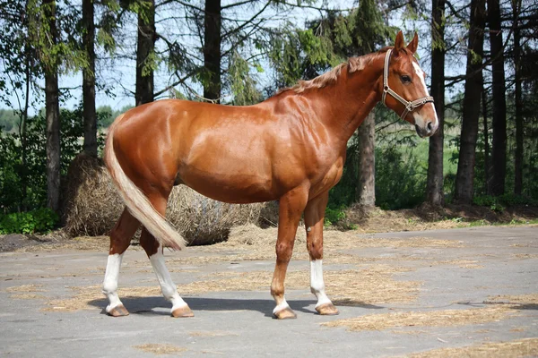 Cavalo castanho em pé perto da floresta — Fotografia de Stock