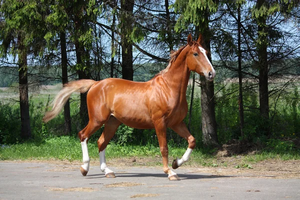 Kaštanový kůň klusal do stáje — Stock fotografie