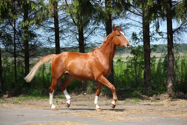 Cavalo castanho trotando para o estábulo — Fotografia de Stock