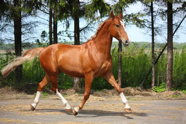 Cavalo de castanha trotando perto da floresta — Fotografia de Stock