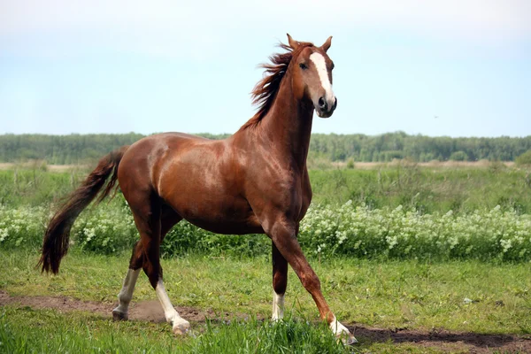 Cavallo castagno al galoppo al campo — Foto Stock