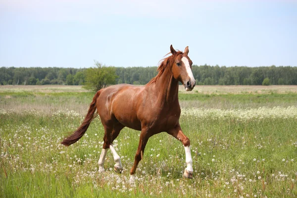 Chestnut horse trotting at the field — Stock Photo, Image