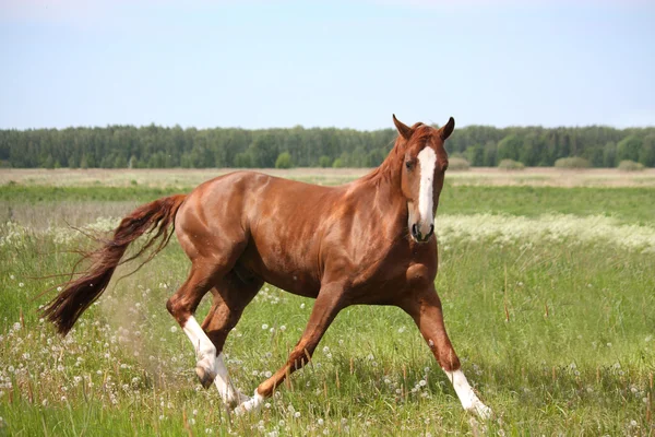 Каштановый конь в страхе убегает — стоковое фото
