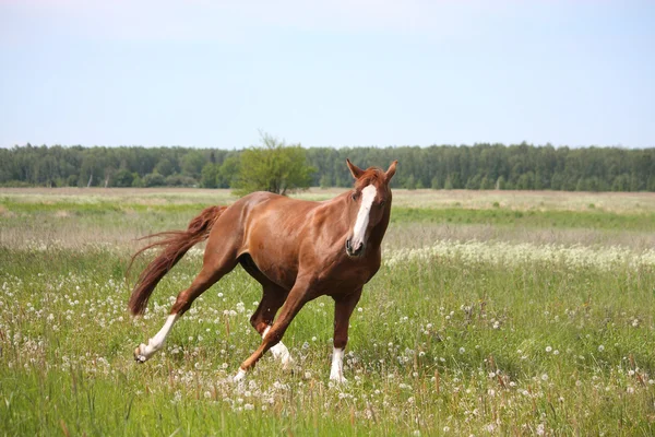 Chestnut horse galloping at the field — Stock Photo, Image