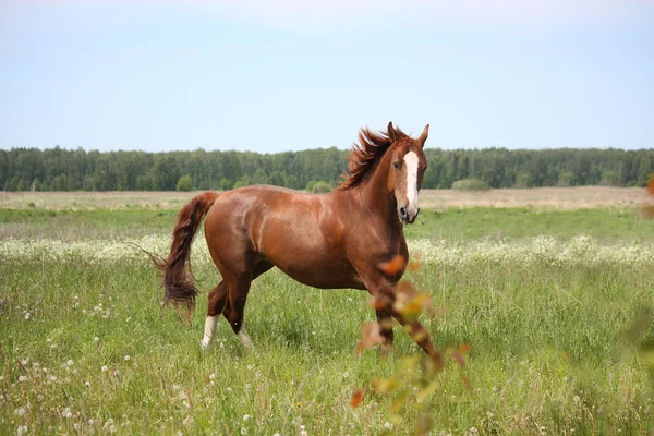 Chestnut horse galloping at the field — Stock Photo, Image