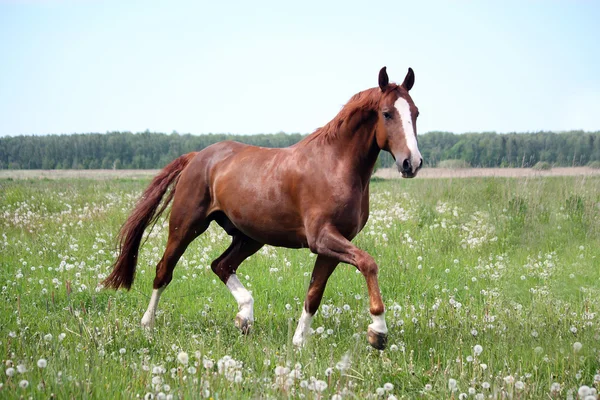 Caballo castaño trotando en el campo — Foto de Stock