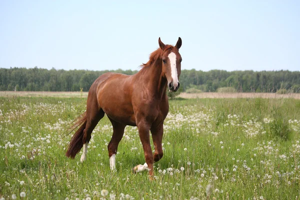 Kastanj häst trav på fältet — Stockfoto