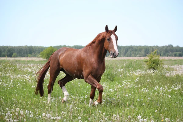 Kaštanový kůň v klusu na pole — Stock fotografie