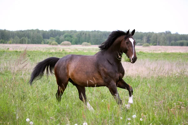 Cavalo castanho galopando no campo — Fotografia de Stock