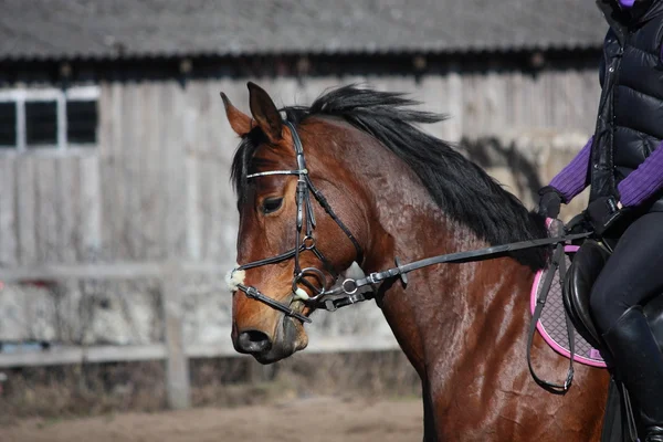 Porträt eines braunen Sportpferdes mit Reiter — Stockfoto