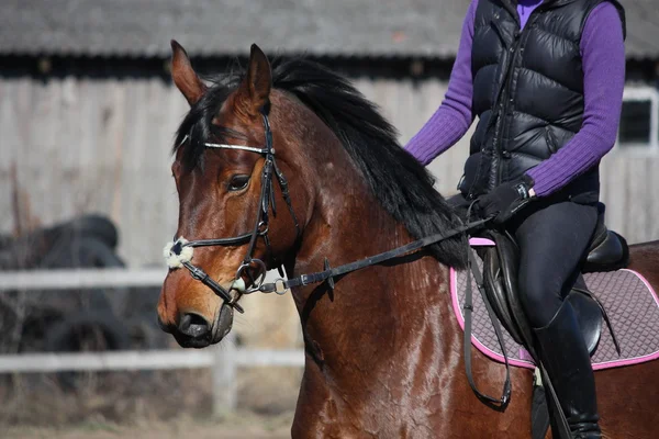 Портрет коричневой спортивной лошади с всадником — стоковое фото