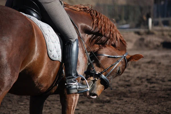 Portrait of brown sport horse with rider — Stock Photo, Image