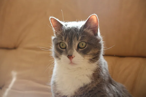 Cute gray resting on the sofa — Stock Photo, Image