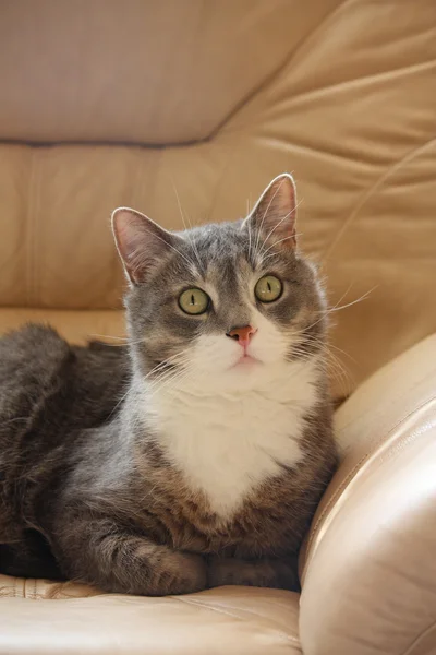 Cute gray resting on the sofa — Stock Photo, Image