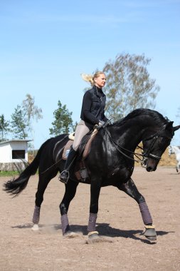 sarışın kadın binicilik siyah at