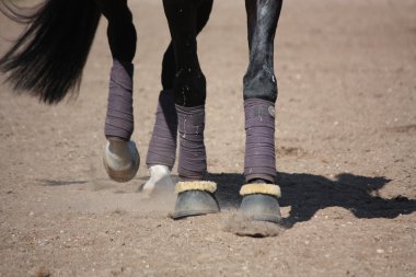 Black horse legs with bandages and hoof boots clipart