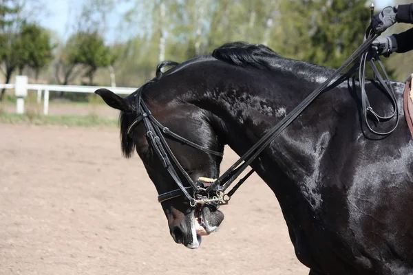 Retrato de caballo negro — Foto de Stock