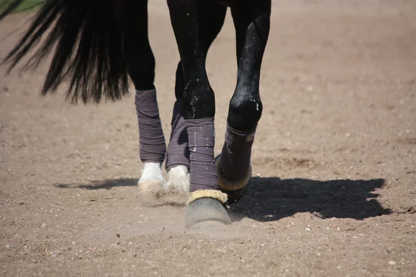 Černý kůň nohy s obvazy a kopyto boty — Stock fotografie