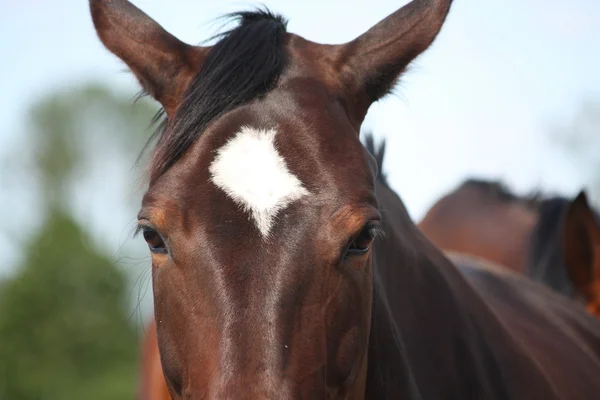 Testa di cavallo marrone da vicino — Foto Stock