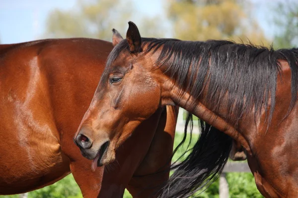 Yawning brown horse portrait — Stock Photo, Image