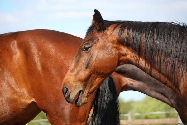 eski kahverengi at portresi