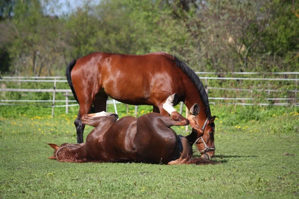 Cavalo castanho rolando na grama no verão — Fotografia de Stock