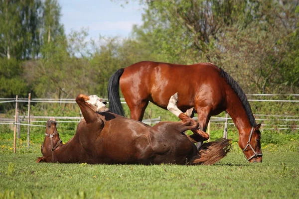 Cavalo castanho rolando na grama no verão — Fotografia de Stock