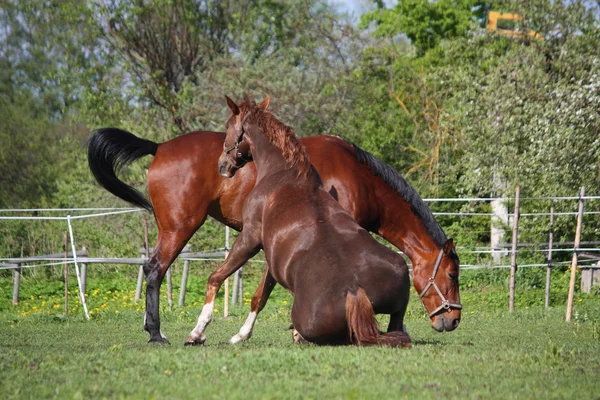 Kaštanový kůň válí v trávě v létě — Stock fotografie