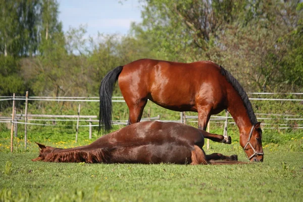 Kastanienpferd rollt im Sommer über das Gras — Stockfoto