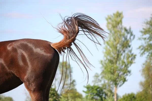 Brown horse swinging its tail — Stock Photo, Image