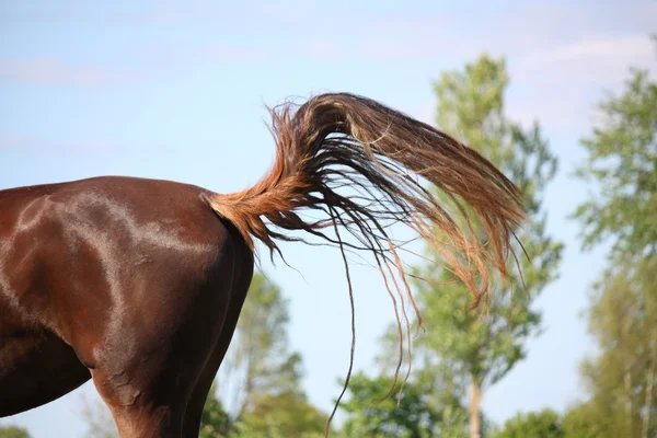 Hnědý kůň, houpal jeho ocas — Stock fotografie