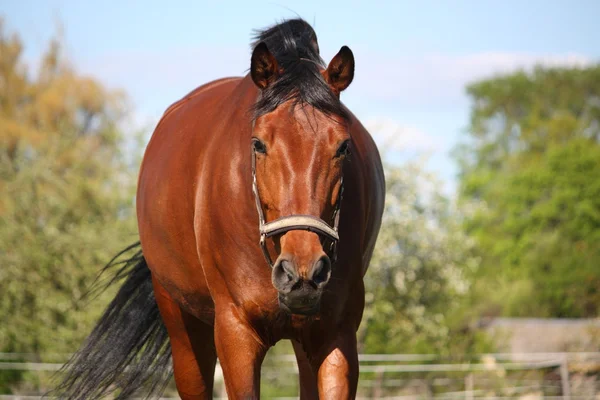 Portrait de cheval brun en été — Photo