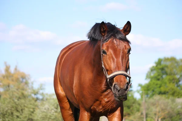 Brown horse portrait in summer — Stock Photo, Image