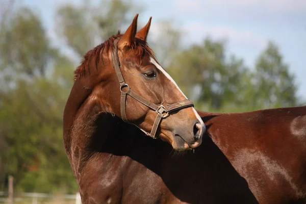 Portret brązowy koń w lecie — Zdjęcie stockowe