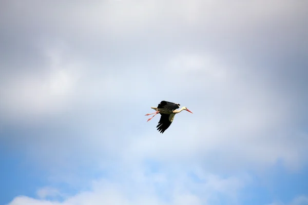 空を飛ぶ白いコウノトリ — ストック写真