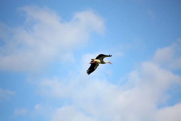 Cegonha branca voando no céu — Fotografia de Stock