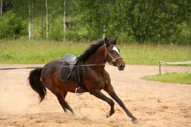 Hatta dörtnala kahverengi oynak at