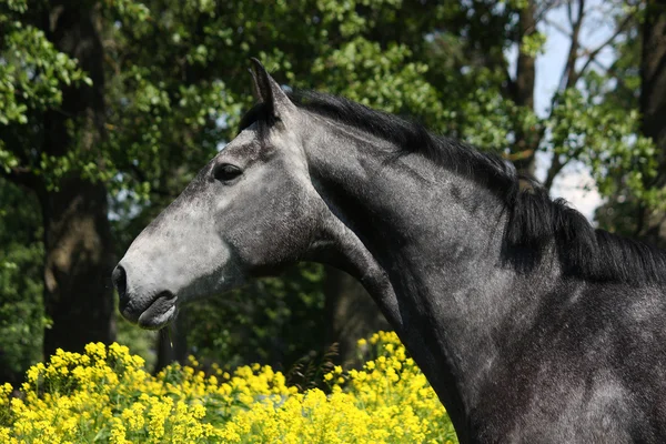 Gray horse portrait in summer — Stock Photo, Image